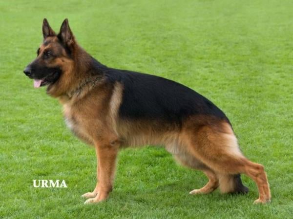 public/dog_images/614/1719276921.Hannibal vom Stieglerhof.jpg